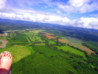 Hovering Over Pineapple Plantations, Quepos