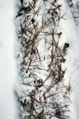 Pine Needles in Snow