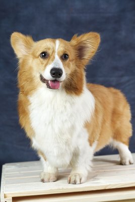 My little Corgi one year old