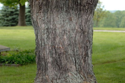 tree hsc flash.jpg