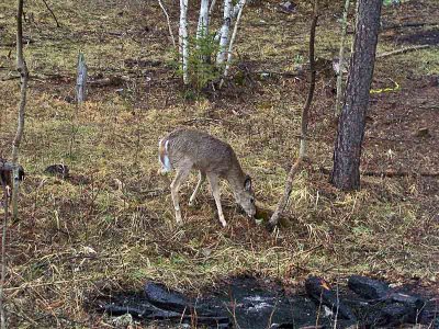 deer-after.jpg