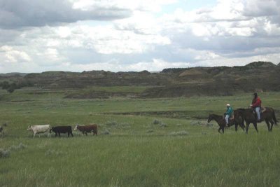 Montana-herding-before.jpg