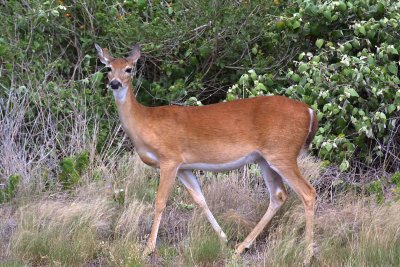 White-tailed Deer (Odocoileus virginianus) (female)