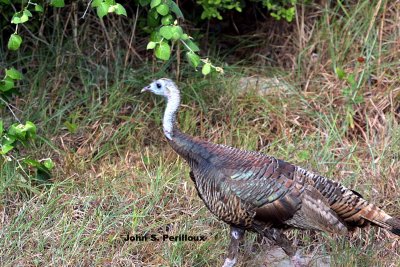 Wild Turkey (Meleagris gallopavo) (female)