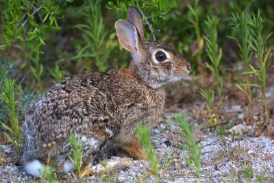Cottontail Rabbit (Sylvilagus floridanus)