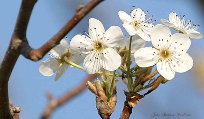 Pear Blossoms (Pyrus calleryana Bradford)