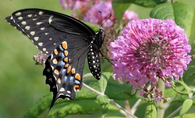 Black Swallowtail (female)