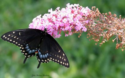 Black Swallowtail (female)