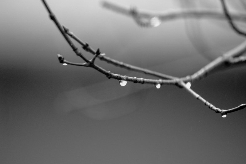Spring Rain