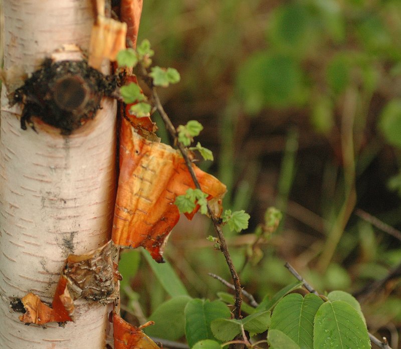 Birch