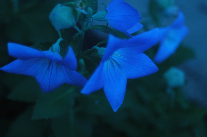 Bluer than Blue