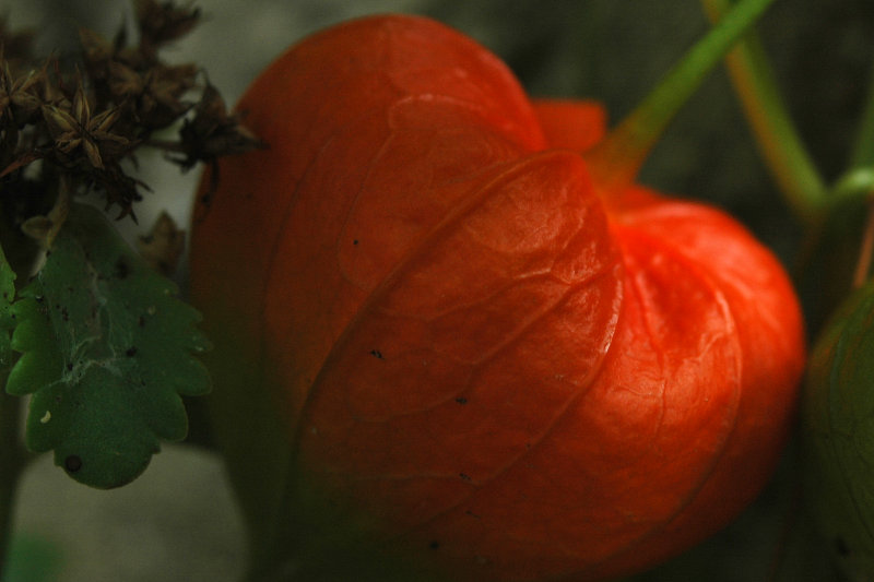 Japanese Lantern