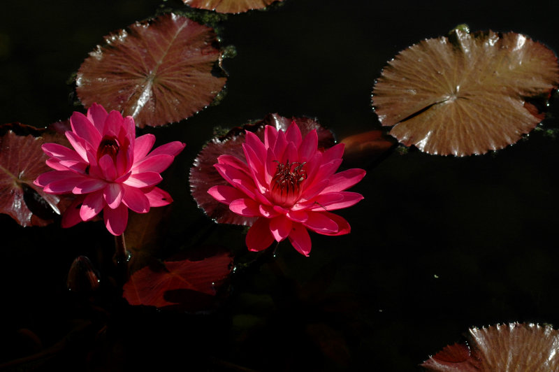 Water Lillies