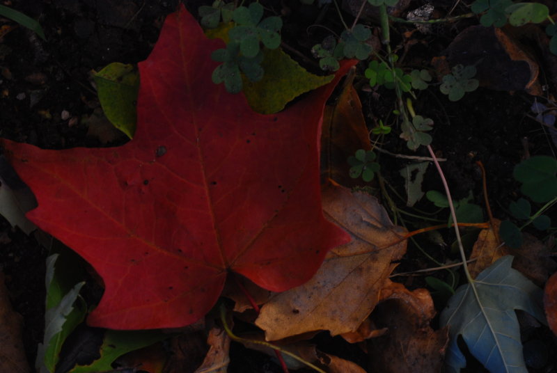 Red Rain is Falling