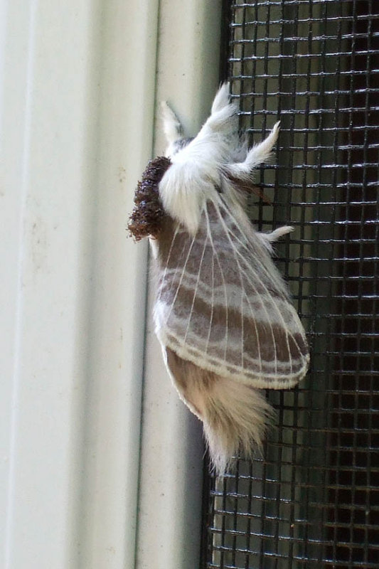 Weird Bug
