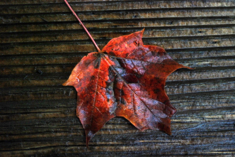 Red Leaf