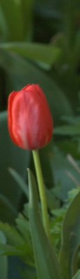Tulip-Sliver