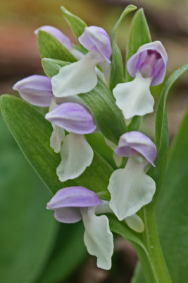Showy Orchis Blooming Brilliantly in May Woods v tb0513fbr.jpg