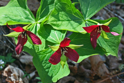 Sunlit Wake Robin Triplets on WV Hillside tb0413ffr.jpg