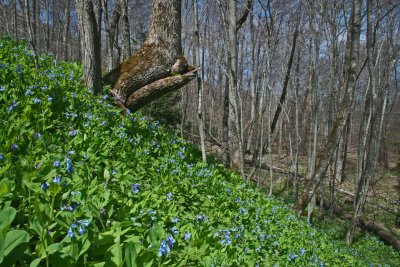 Mertensia Blooming on Sunny Appalachian Hillside tb0413esr.jpg