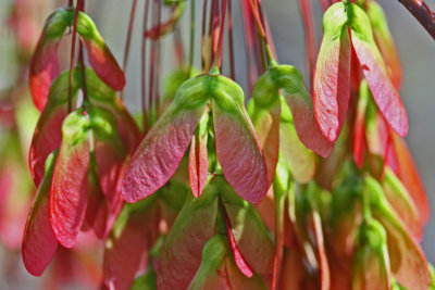 Maple Seed Pods in Brightly Colored Groups tb0513fcr.jpg