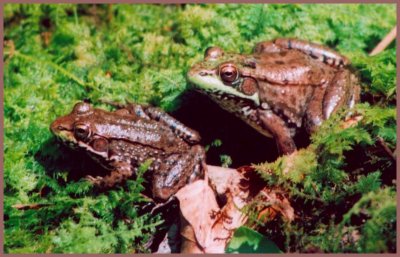 Woodland Green Frogs in Moss CR tb0704.jpg