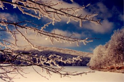Summit Lake Frozen - Frosty Limbs & Blue Sky .jpg