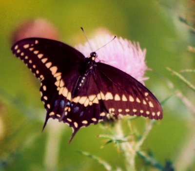 Palamedes Swallowtail on Pink Thistle tb0906.jpg