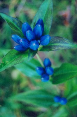 Closed Gentian 3 Bunches Blooms V tb0906.jpg