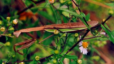 Praying Mantis in Wildflowers.jpg