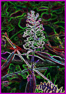 Large Purple Fringed Orchid V Csk tb0703.jpg
