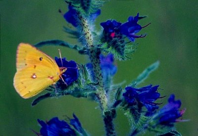 Yellow Sulphur Butterfly on Blue Weed tb0703.jpg