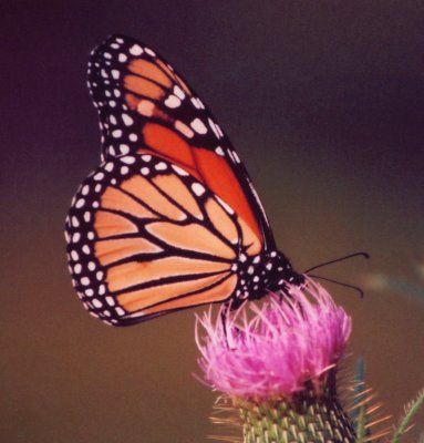 Monarch Butterfly on Pink Thistle tb0906.jpg