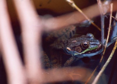 Woodland Green Frog in Weeds  Water tb0605.jpg