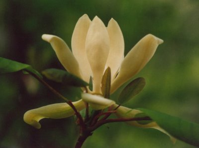 Magnolia Bloom in Shaded Woods tb0505.jpg