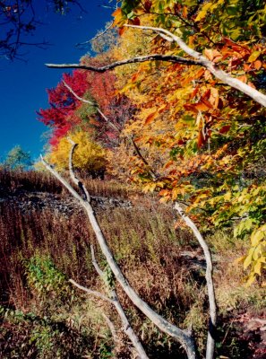 Old Pr Camp  Field - Fall - Branches V TB1098.jpg