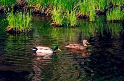 Mallard Ducks Swim on Beaver Pond tb0804.jpg