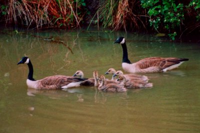 Canadian Geese  Young on Water tb0805.jpg