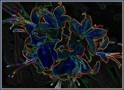 Flame Azalea Cluster of Blooms Csk Brdrs TB0505.jpg