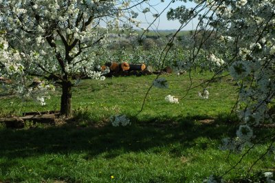 super brandhout!
