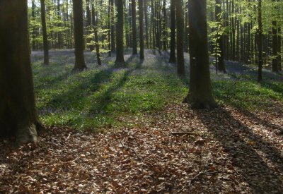 Blauwkousjes, Hallerbos