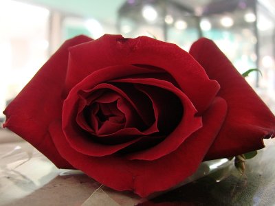 The Rose
