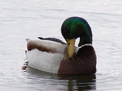 Duck.jpg