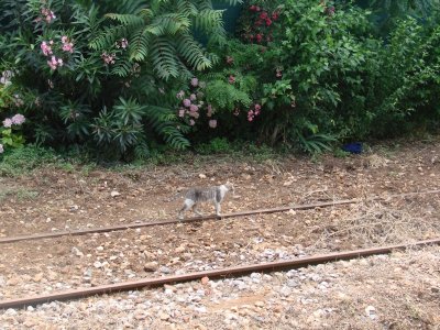 Turkiye Yesilkoy19 the train station Turkish cats love to travel.jpg