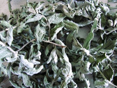 Turkiye KUZULUK 62 Herbal Wild Mint.jpg