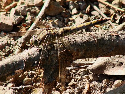 Turkiye KUZULUK 286a dragon fly.jpg