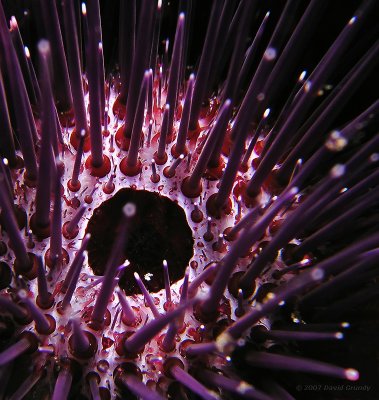 2007.05.27 Sea urchins probably don't kiss