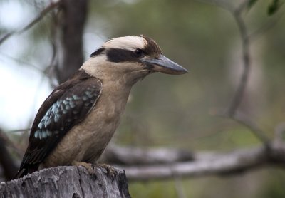 Kooka