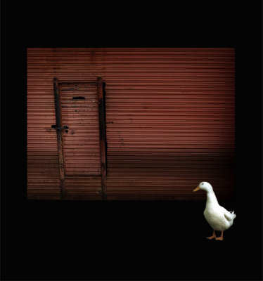 Duck & Door