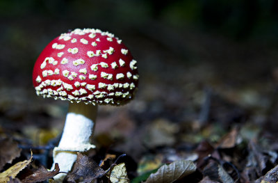 FLY AGARIC Red Toad stool